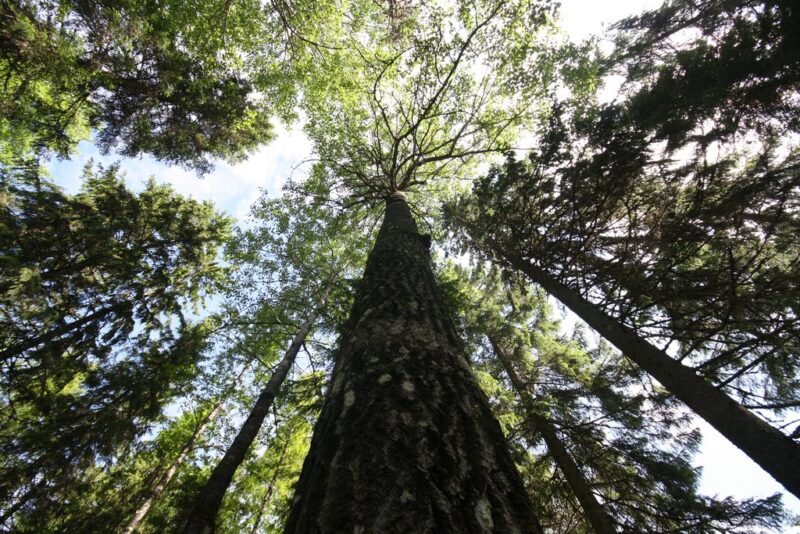 Metsäkeskus asiakastarina